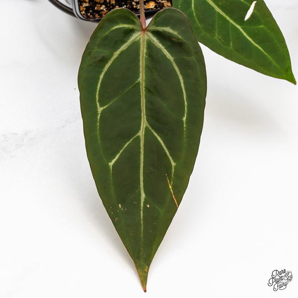 Anthurium Home, Sweet Home '32' x Dark & Handsome '9' by DocBlock® (wk49-M)