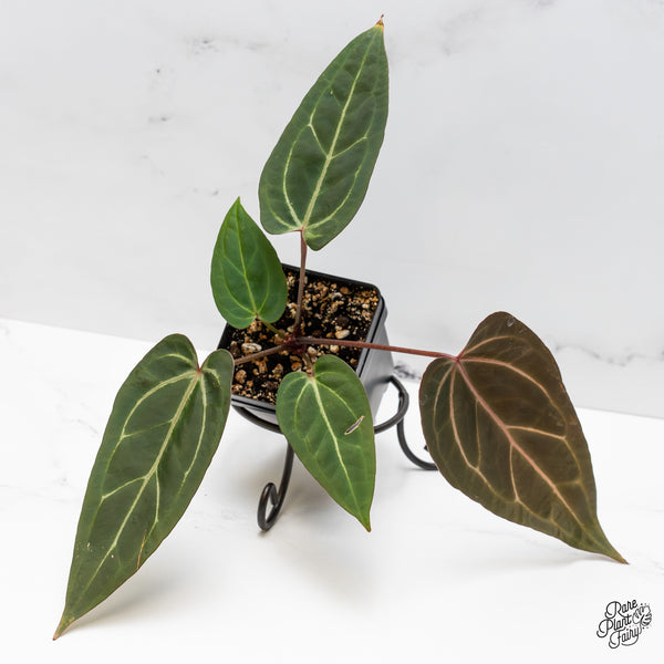 Anthurium Home, Sweet Home '32' x Dark & Handsome '9' by DocBlock® (wk49-M)