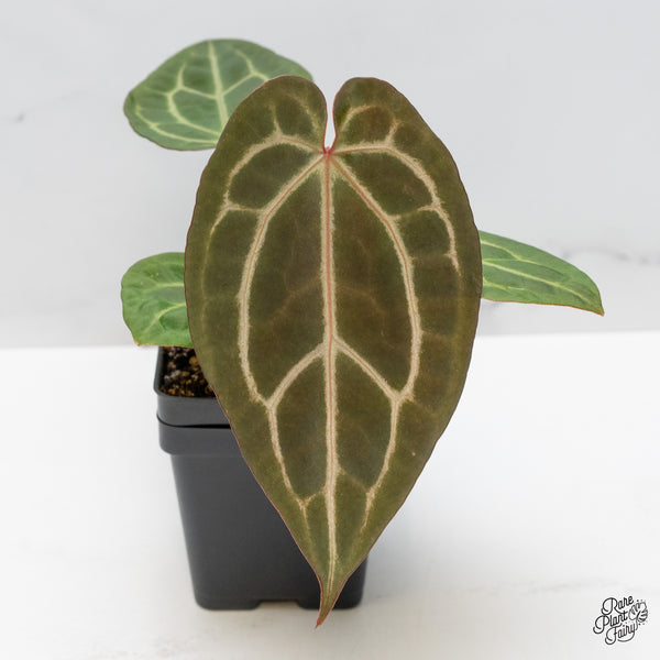 Anthurium Home, Sweet Home '32' x Dark & Handsome '9' by DocBlock® (wk50-O)
