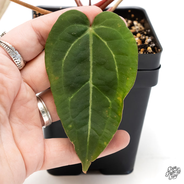 Anthurium Home, Sweet Home '32' x Dark & Handsome '9' by DocBlock® (wk6-U)