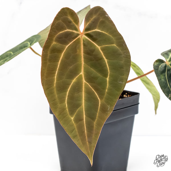 Anthurium Home, Sweet Home '32' x Dark & Handsome '9' by DocBlock® (wk6-U)