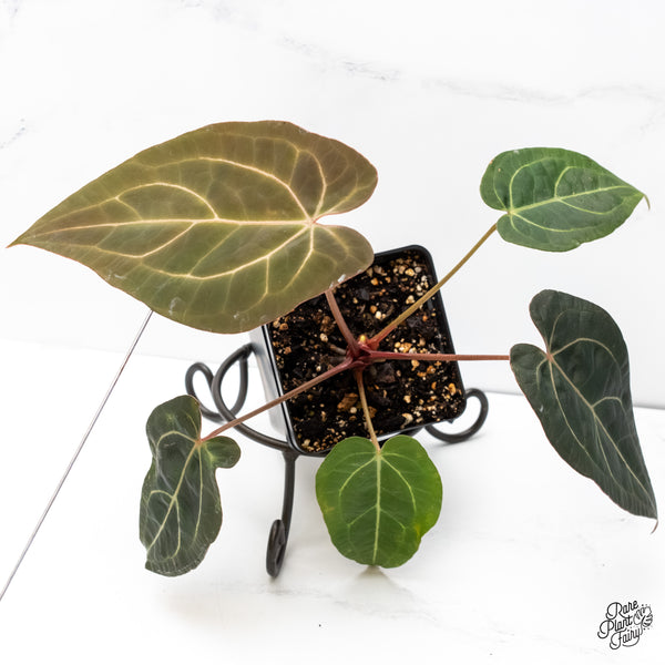 Anthurium Home, Sweet Home '32' x Dark & Handsome '9' by DocBlock® (wk6-U)