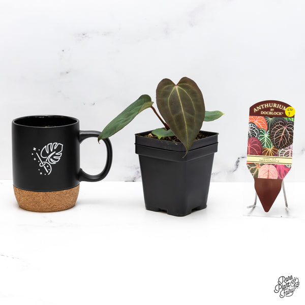 Anthurium Lynette '18' x Dark & Handsome '9' by DocBlock® (wk46-J)