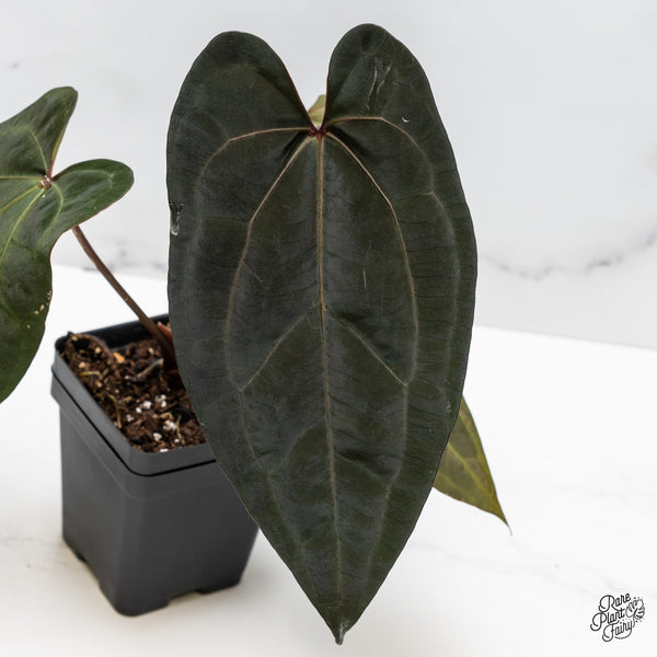 Anthurium Lynette '18' x Dark & Handsome '9' by DocBlock® (wk50-H)
