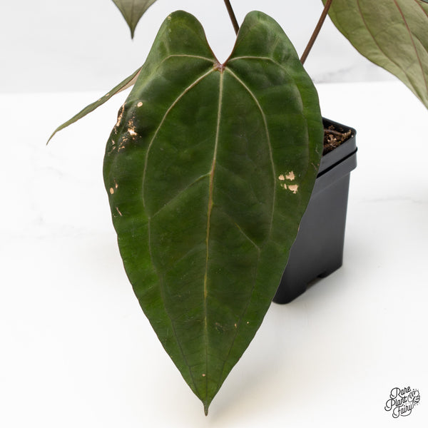 Anthurium Lynette '18' x Dark & Handsome '9' by DocBlock® (wk50-H)
