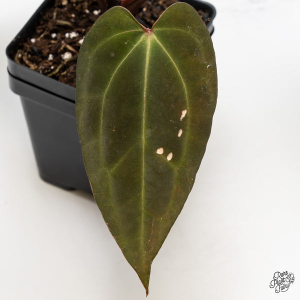 Anthurium Lynette '18' x Dark & Handsome '9' by DocBlock® (wk50-H)