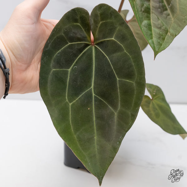 Anthurium Lynette '18' x Dark & Handsome '9' by DocBlock® (wk6-D)
