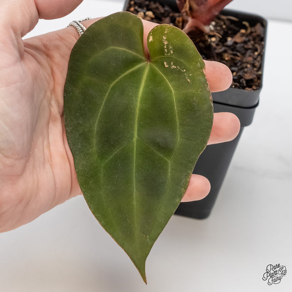 Anthurium Lynette '18' x Dark & Handsome '9' by DocBlock® (wk6-D)