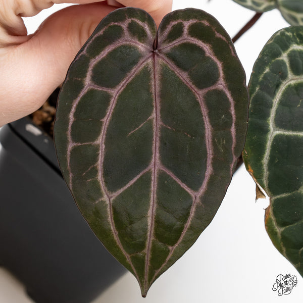 Anthurium Michelle '10' x Minerva '20' by DocBlock® (wk49-N)