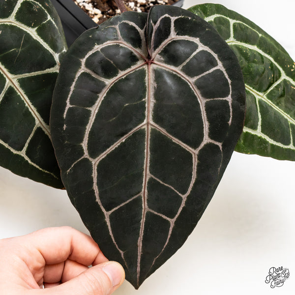 Anthurium Michelle '10' x Minerva '20' by DocBlock® (wk49-T)