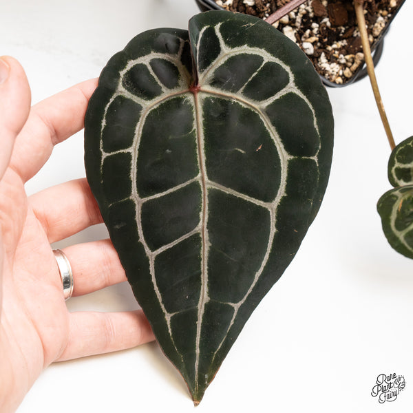 Anthurium Michelle '10' x Minerva '20' by DocBlock® (wk49-T)