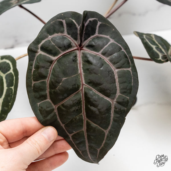 Anthurium Michelle '10' x Minerva '20' by DocBlock® (wk49-T)