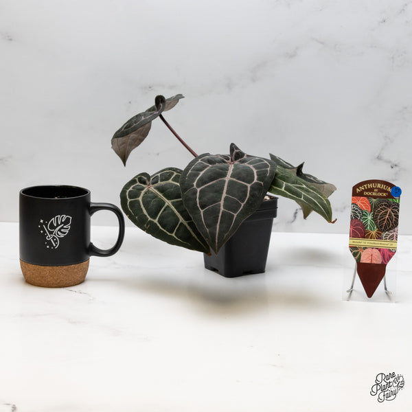 Anthurium Michelle '10' x Minerva '20' by DocBlock® (wk49-T)