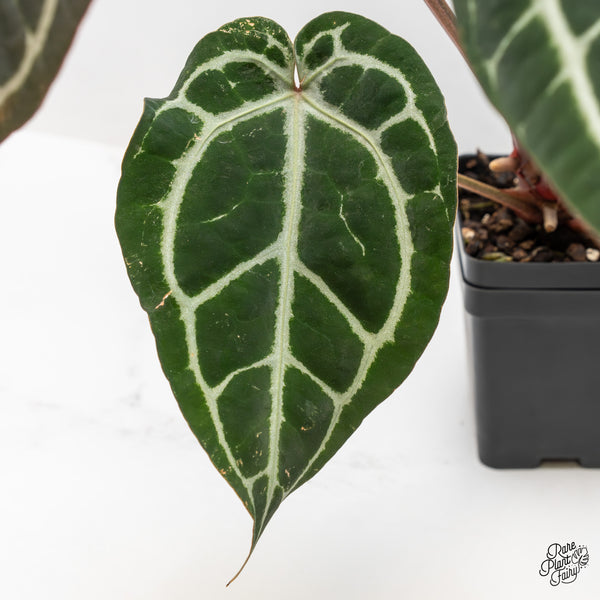 Anthurium Michelle '1' x Purple Rain '27' by DocBlock® (wk46-U)