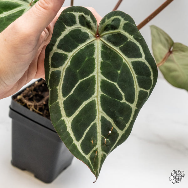 Anthurium Michelle '1' x Purple Rain '27' by DocBlock® (wk46-U)