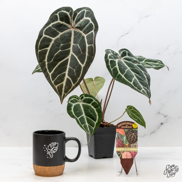 Anthurium Michelle '1' x Purple Rain '27' by DocBlock® (wk46-U)