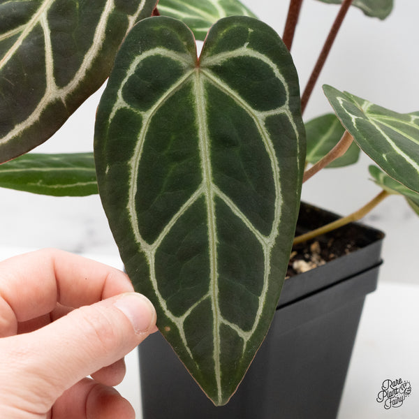 Anthurium Michelle '1' x Purple Rain '27' by DocBlock® (wk48-U)