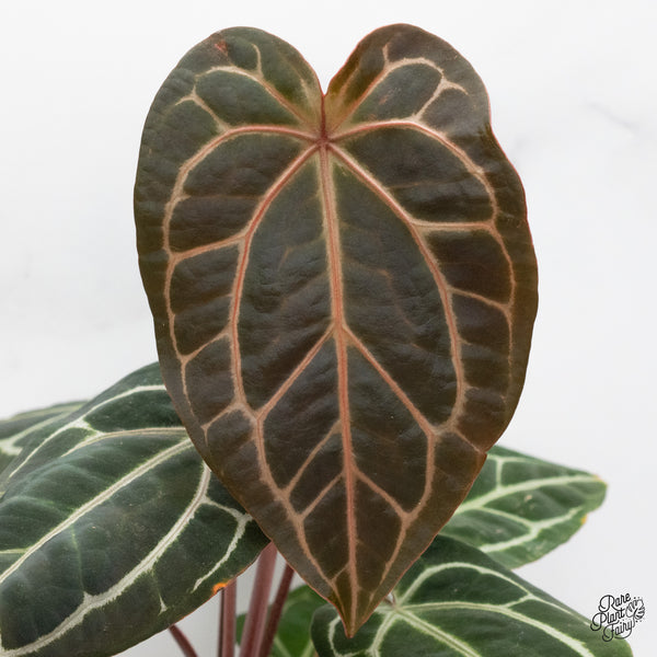 Anthurium Michelle '1' x Purple Rain '27' by DocBlock® (wk48-U)