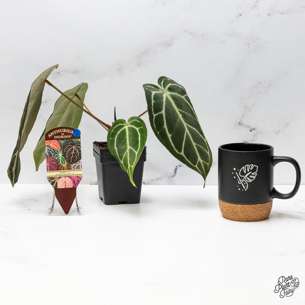 Anthurium Michelle '1' x Purple Rain '27' by DocBlock® (wk49-Q)