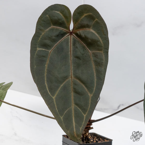 Anthurium Michelle '1' x Red Velvet Cake '24' by DocBlock® (wk48-C)