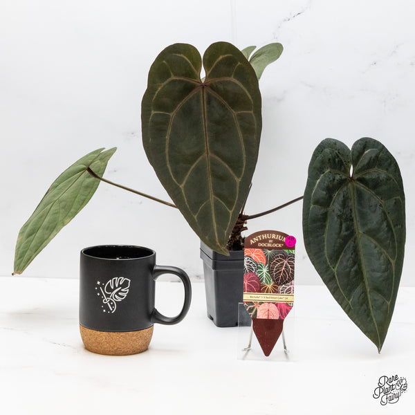 Anthurium Michelle '1' x Red Velvet Cake '24' by DocBlock® (wk48-C)