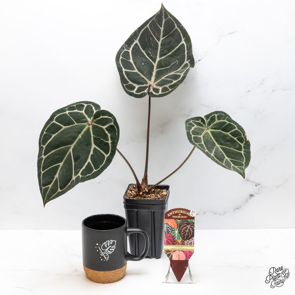 Anthurium Orange '26' x DocBlock Crystal Red '12' by DocBlock® (wk50-L)