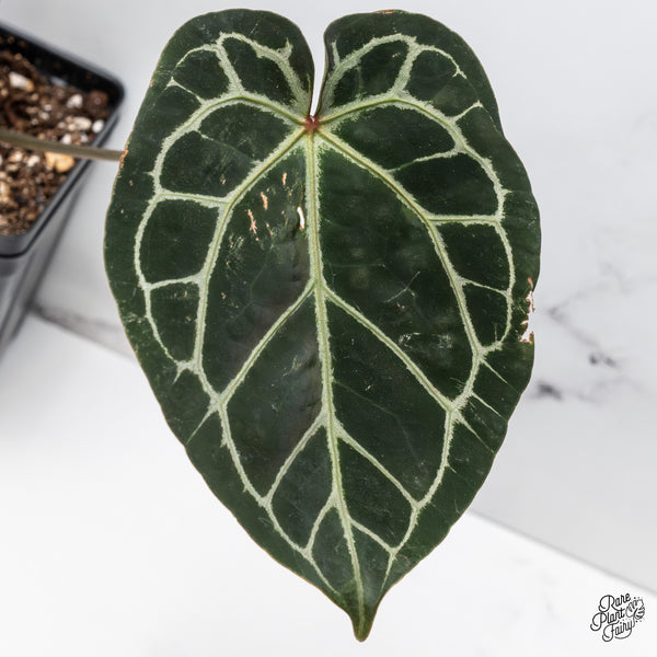 Anthurium Orange '26' x DocBlock Crystal Red '12' by DocBlock® (wk50-L)