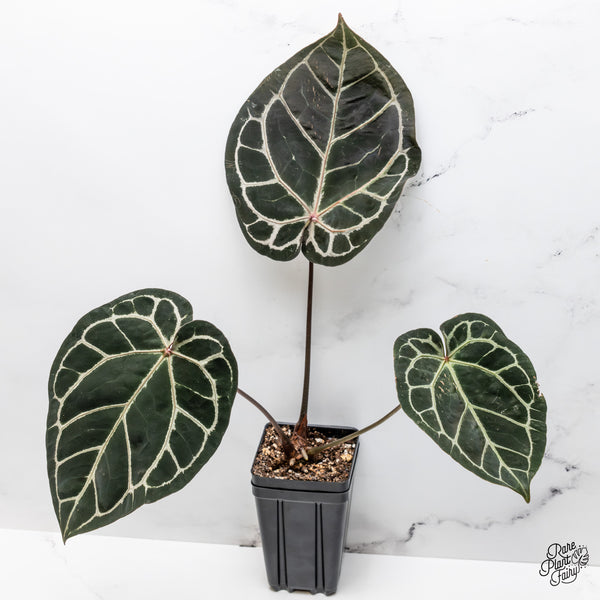 Anthurium Orange '26' x DocBlock Crystal Red '12' by DocBlock® (wk50-L)