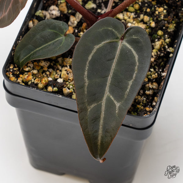 Anthurium Purple Rain '27' x Red Velvet Cake '24' by DocBlock® (wk46-E)