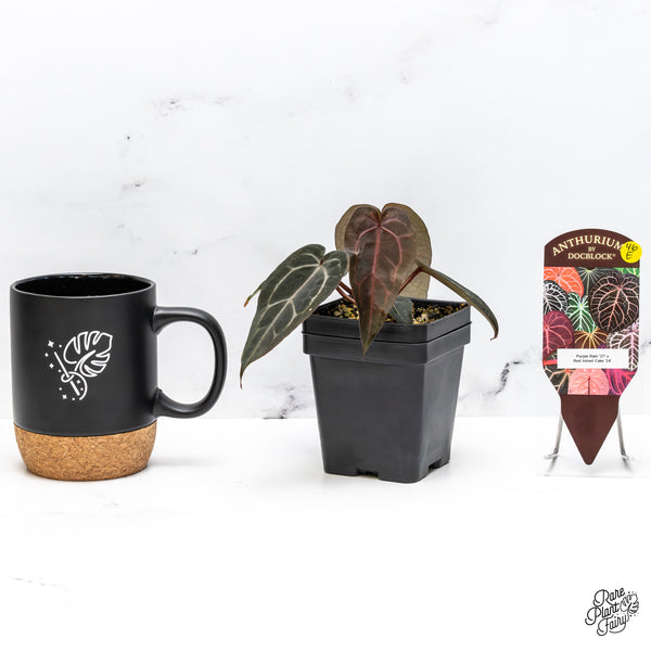 Anthurium Purple Rain '27' x Red Velvet Cake '24' by DocBlock® (wk46-E)