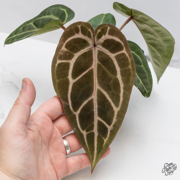 Anthurium Purple Rain '27' x Red Velvet Cake '24' by DocBlock® (wk46-O)