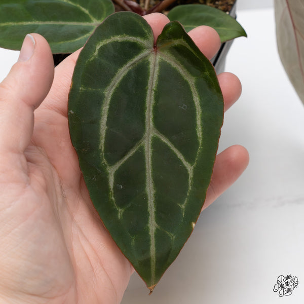 Anthurium Purple Rain '27' x Red Velvet Cake '24' by DocBlock® (wk46-O)