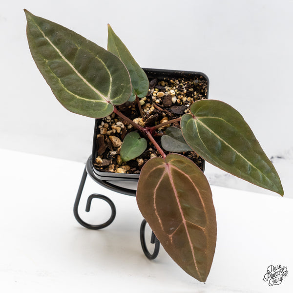 Anthurium Purple Rain '27' x Red Velvet Cake '24' by DocBlock® (wk46-S)