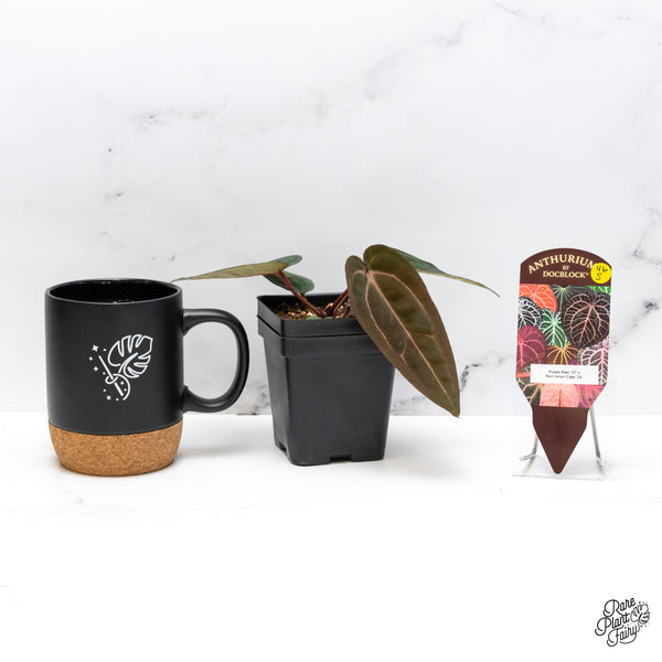 Anthurium Purple Rain '27' x Red Velvet Cake '24' by DocBlock® (wk46-S)