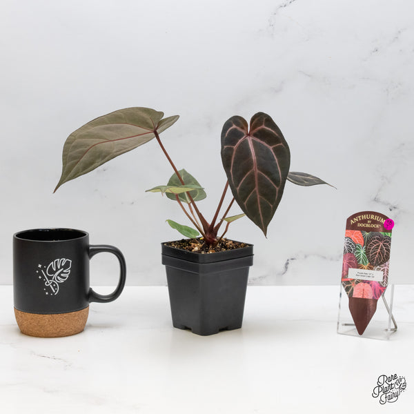 Anthurium Purple Rain '27' x Red Velvet Cake '24' by DocBlock® (wk48-J)