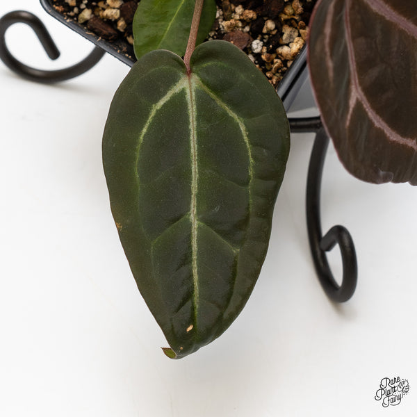 Anthurium Purple Rain '27' x Red Velvet Cake '24' by DocBlock® (wk49-K)