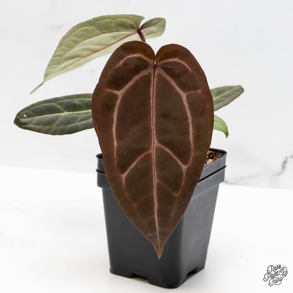 Anthurium Purple Rain '27' x Red Velvet Cake '24' by DocBlock® (wk49-K)