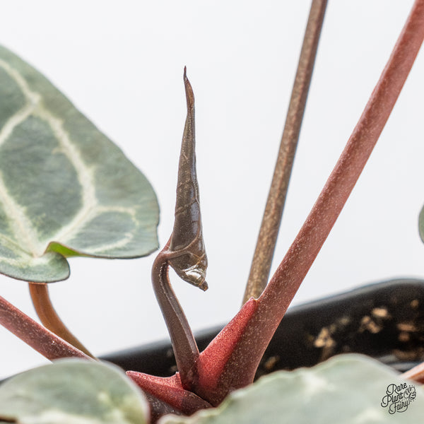 Anthurium Purple Rain '27' x Red Velvet Cake '24' by DocBlock® (wk50-G)