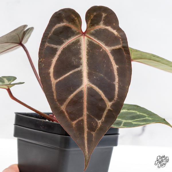 Anthurium Purple Rain '27' x Red Velvet Cake '24' by DocBlock® (wk50-G)