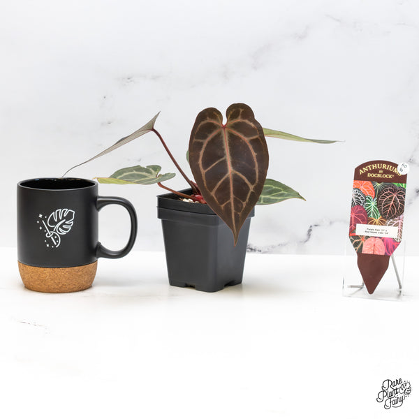 Anthurium Purple Rain '27' x Red Velvet Cake '24' by DocBlock® (wk50-G)