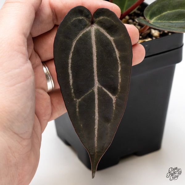 Anthurium Purple Rain '27' x Red Velvet Cake '24' by DocBlock® (wk50-M)