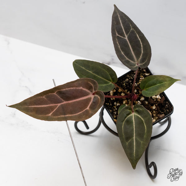 Anthurium Purple Rain '27' x Red Velvet Cake '24' by DocBlock® (wk50-M)