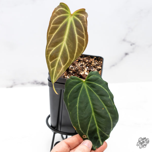 Anthurium Red Velvet Cake '24' x Black Widow '13' by DocBlock® (wk46-D)