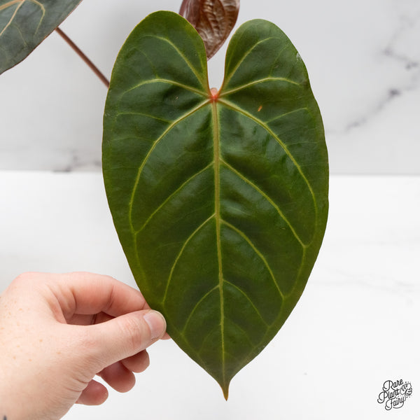 Anthurium Red Velvet Cake '24' x Dark & Handsome '9' by DocBlock® (wk48-X)