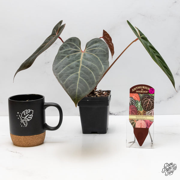 Anthurium Red Velvet Cake '24' x Dark & Handsome '9' by DocBlock® (wk48-X)