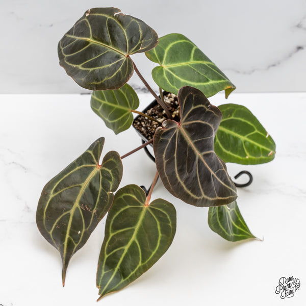 Anthurium Red Velvet Cake '24' x Dark & Handsome '9' by DocBlock® (wk47-AA)