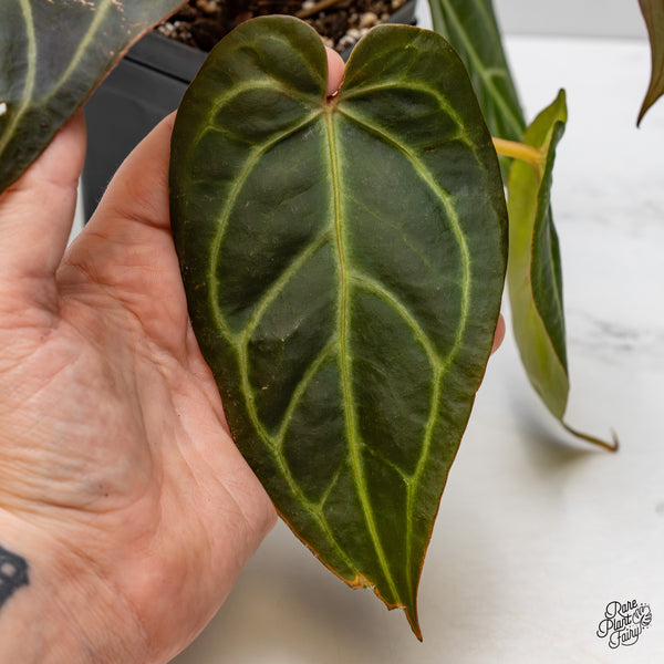 Anthurium Red Velvet Cake '24' x Dark & Handsome '9' by DocBlock® (wk47-AA)