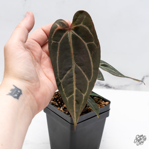 Anthurium Red Velvet Cake '24' x Zara '29' by DocBlock® (wk46-G)