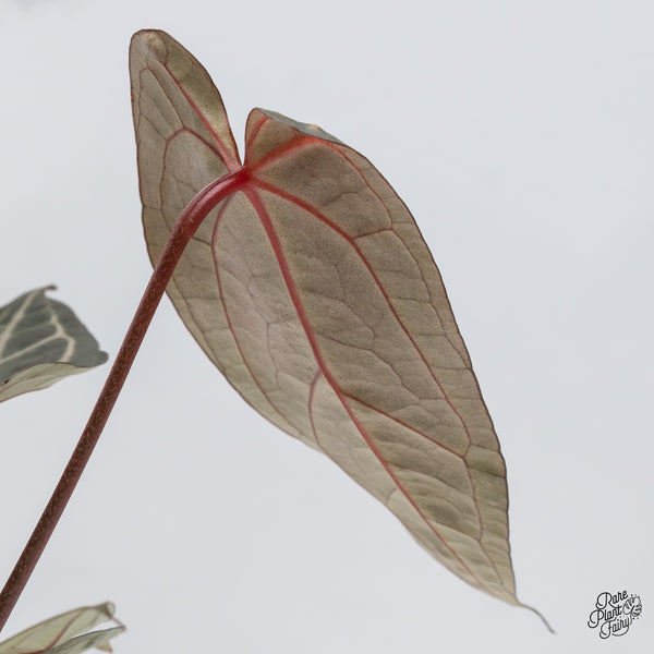 Anthurium Red Velvet Cake '24' x Zara '29' by DocBlock® (wk46-G)