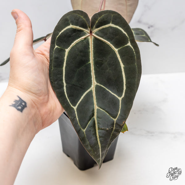 Anthurium Red Velvet Cake '24' x Zara '29' by DocBlock® (wk46-Q)